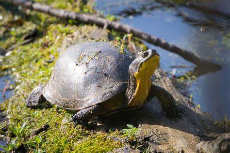 Blanding Turtle