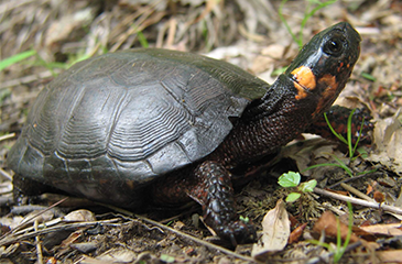 BogTurtle