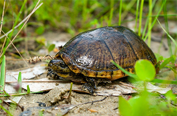 CommonMuskTurtle