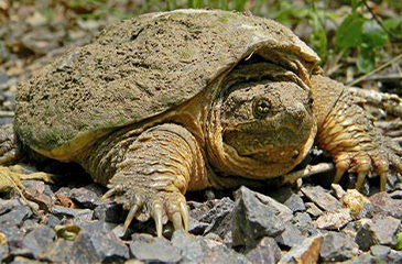 CommonSnappingTurtle